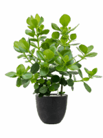 Clusia Rosea Princess In Artstone D 30 H 121 cm - PlantenShop24 - 14-07-2025
