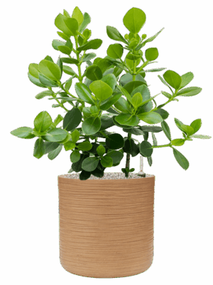 Clusia Rosea Princess In Baq Dune D 30 H 96 cm - PlantenShop24 - 16-07-2025