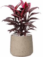 Cordyline Fruticosa Mambo In Rough D 19 H 49 cm - PlantenShop24 - 11-07-2025