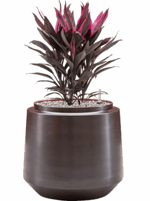 Cordyline Fruticosa Tango In Indigo D 19 H 59 cm - PlantenShop24 - 17-07-2025