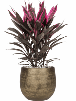 Cordyline Fruticosa Tango In Ryan D 19 H 74 cm - PlantenShop24 - 19-07-2025