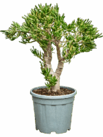 Crassula Ovata Hobbit D 30 H 85 cm - PlantenShop24 - 22-08-2025