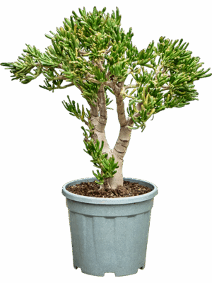 Crassula Ovata Hobbit D 30 H 85 cm - PlantenShop24 - 08-07-2025