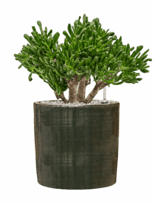 Crassula Ovata Horntree In Plain Striped D 23 H 53 cm - PlantenShop24 - 14-07-2025
