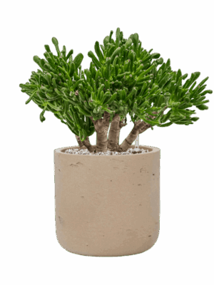 Crassula Ovata Horntree In Rough D 23 H 49 cm - PlantenShop24 - 04-07-2025