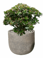 Crassula Ovata Sunset In Cement & Stone D 35 H 72 cm - PlantenShop24 - 04-07-2025