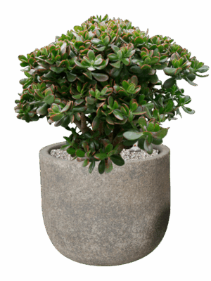 Crassula Ovata Sunset In Cement & Stone D 35 H 72 cm - PlantenShop24 - 04-07-2025