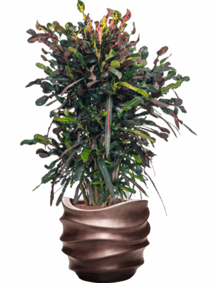 Croton Codiaeum Variegatum Mammi In Baq Gradient Lee D 22 H 120 cm - PlantenShop24 - 08-07-2025