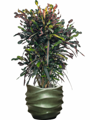 Croton Codiaeum Variegatum Mammi In Baq Gradient Lee D 22 H 120 cm - PlantenShop24 - 08-07-2025
