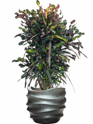 Croton Codiaeum Variegatum Mammi In Baq Gradient Lee D 22 H 121 cm - PlantenShop24 - 08-07-2025