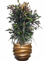 Croton Codiaeum Variegatum Mammi In Baq Gradient Lee D 22 H 121 cm - PlantenShop24 - 08-07-2025