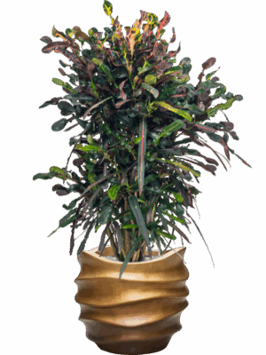 Croton Codiaeum Variegatum Mammi In Baq Gradient Lee D 22 H 121 cm - PlantenShop24 - 08-07-2025