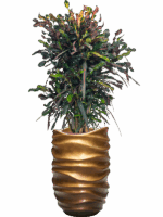 Croton Codiaeum Variegatum Mammi In Baq Gradient Lee D 22 H 143 cm - PlantenShop24 - 08-07-2025