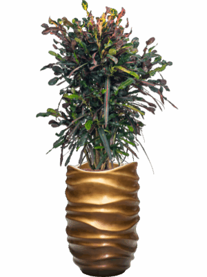 Croton Codiaeum Variegatum Mammi In Baq Gradient Lee D 22 H 143 cm - PlantenShop24 - 08-07-2025