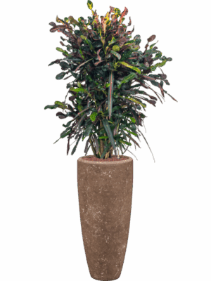 Croton Codiaeum Variegatum Mammi In Baq Polystone Plain D 22 H 155 cm - PlantenShop24 - 08-07-2025