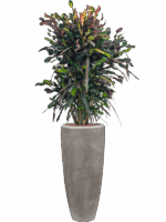 Croton Codiaeum Variegatum Mammi In Baq Polystone Plain D 22 H 156 cm - PlantenShop24 - 08-07-2025