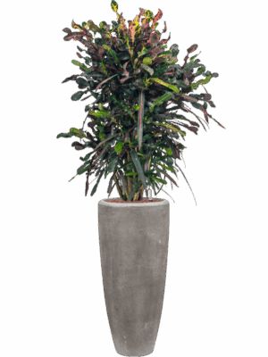 Croton Codiaeum Variegatum Mammi In Baq Polystone Plain D 22 H 156 cm - PlantenShop24 - 08-07-2025