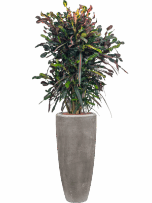 Croton Codiaeum Variegatum Mammi In Baq Polystone Plain D 22 H 156 cm - PlantenShop24 - 08-07-2025