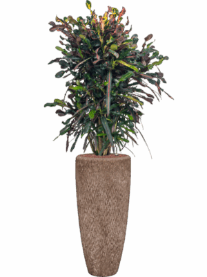 Croton Codiaeum Variegatum Mammi In Baq Polystone Rough D 22 H 156 cm - PlantenShop24 - 08-07-2025