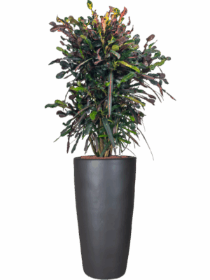 Croton Codiaeum Variegatum Mammi In Plain D 22 H 157 cm - PlantenShop24 - 08-07-2025
