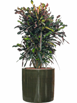Croton Codiaeum Variegatum Mammi In Plain Striped D 25 H 103 cm - PlantenShop24 - 09-07-2025