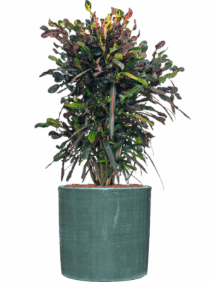 Croton Codiaeum Variegatum Mammi In Plain Striped D 25 H 104 cm - PlantenShop24 - 08-07-2025