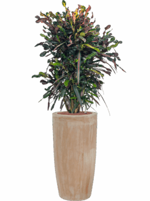 Croton Codiaeum Variegatum Mammi In Terra Cotta D 22 H 156 cm - PlantenShop24 - 08-07-2025