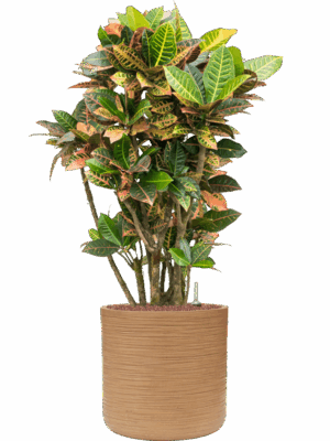 Croton Codiaeum Variegatum Petra In Baq Dune D 28 H 118 cm - PlantenShop24 - 16-07-2025