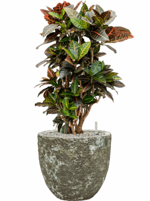 Croton Codiaeum Variegatum Petra In Baq Lava D 27 H 96 cm - PlantenShop24 - 09-07-2025
