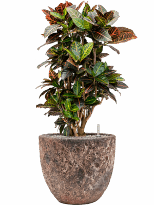 Croton Codiaeum Variegatum Petra In Baq Lava D 27 H 96 cm - PlantenShop24 - 09-07-2025