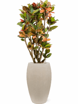 Croton Codiaeum Variegatum Petra In Baq Raindrop D 30 H 149 cm - PlantenShop24 - 16-07-2025
