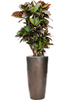 Croton Codiaeum Variegatum Petra In Plain D 27 H 159 cm - PlantenShop24 - 17-07-2025