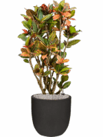 Croton Variegatum Petra In Capi Urban Smooth NL D 30 H 128 cm - PlantenShop24 - 04-07-2025