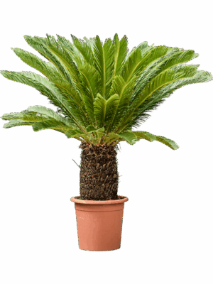 Cycas Revoluta D 45 H 160 cm - PlantenShop24 - 23-07-2025