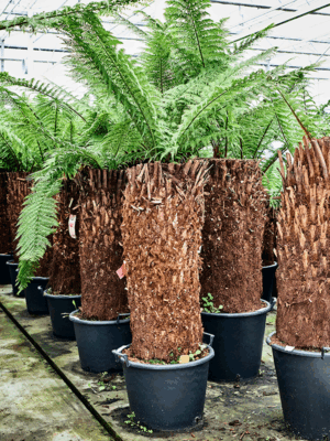 Dicksonia Antarctica D 50 cm - PlantenShop24 - 16-07-2025