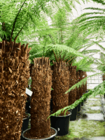 Dicksonia Antarctica D 55 H 125 cm - PlantenShop24 - 18-07-2025