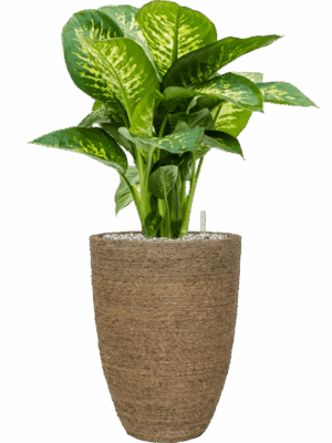 Dieffenbachia Seguine Reeva In Bohemian D 24 H 85 cm - PlantenShop24 - 14-07-2025