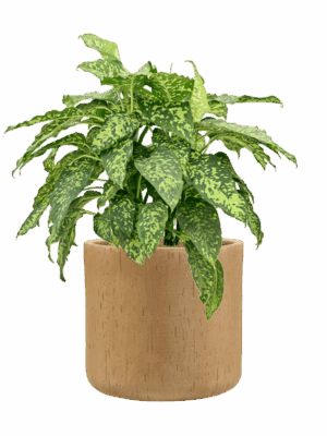 Dieffenbachia Spotty In Baq Raindrop D 25 H 71 cm - PlantenShop24 - 30-06-2025