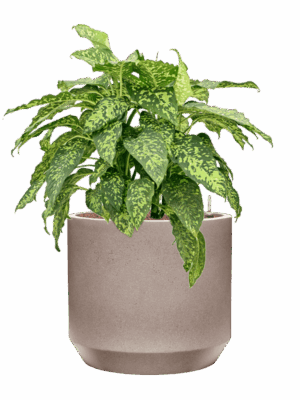 Dieffenbachia Spotty In Rotunda Urban D 25 H 74 cm - PlantenShop24 - 30-06-2025