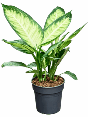 Dieffenbachia Tropic Marianne D 19 H 55 cm - PlantenShop24 - 18-07-2025