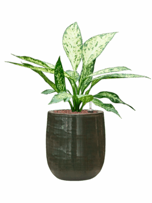Dieffenbachia Vesuvius In Plain Striped D 15 H 51 cm - PlantenShop24 - 21-07-2025