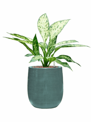 Dieffenbachia Vesuvius In Plain Striped D 15 H 51 cm - PlantenShop24 - 21-07-2025