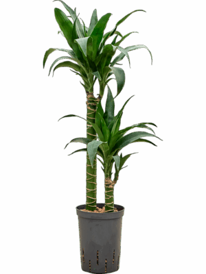 Dracaena Deremensis Black Beauty D 15 H 80 cm - PlantenShop24 - 15-07-2025