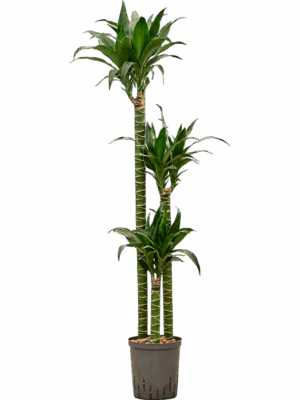 Dracaena Deremensis Black Beauty D 18 H 135 cm - PlantenShop24 - 15-07-2025