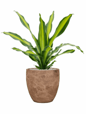 Dracaena Fragrans Burley In Baq Algar D 24 H 88 cm - PlantenShop24 - 13-07-2025