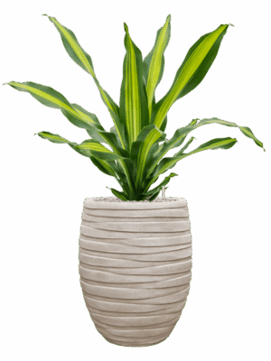 Dracaena Fragrans Burley In Baq Tornado D 24 H 100 cm - PlantenShop24 - 13-07-2025