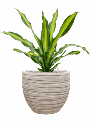 Dracaena Fragrans Burley In Baq Tornado D 24 H 93 cm - PlantenShop24 - 16-07-2025