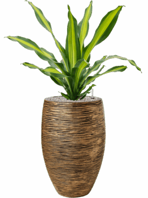 Dracaena Fragrans Burley In Capi Nature Rib NL D 24 H 111 cm - PlantenShop24 - 13-07-2025