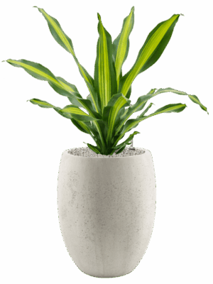 Dracaena Fragrans Burley In Grigio D 24 H 103 cm - PlantenShop24 - 13-07-2025