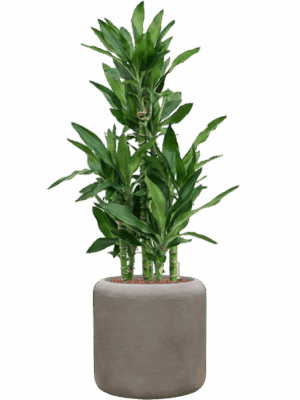Dracaena Fragrans Burundii In Baq Nucast D 22 H 110 cm - PlantenShop24 - 10-07-2025